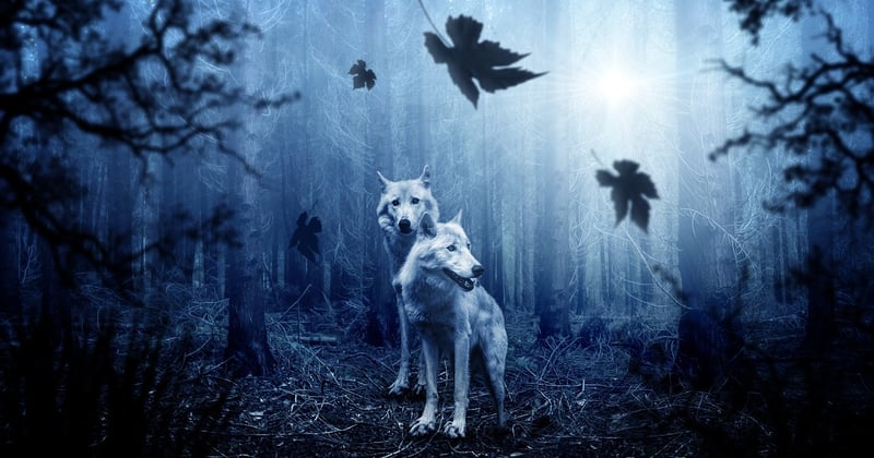 Observer les animaux sauvages : 12 destinations nature incontournables