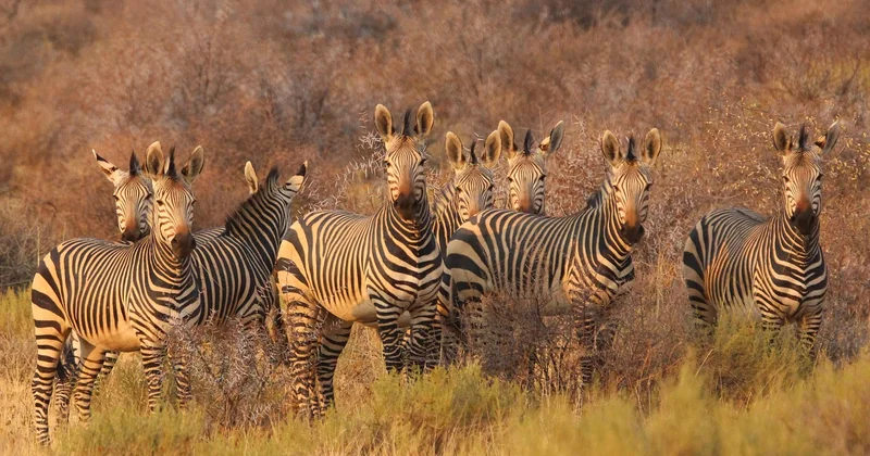 Safari photo Afrique : les parcs qui tiennent leurs promesses